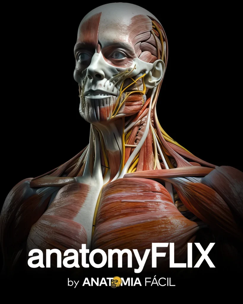 Curso de anatomia humana, AnatomyFlix 2.0 - Anatomia Fácil