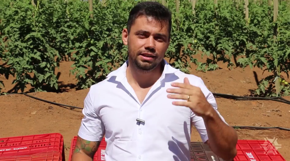 Produção de Tomate – AgricOnline
